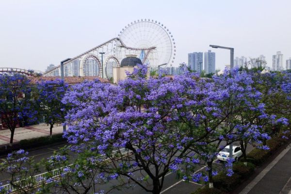 藍(lán)花楹浪漫綻放，城投花木守護(hù)城市詩(shī)意