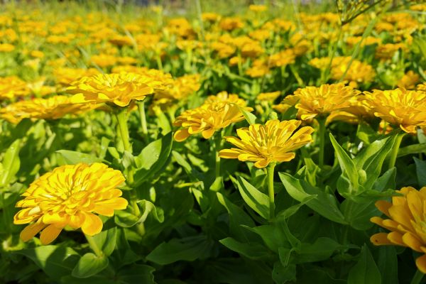 秋日芳華正盛，花事正濃